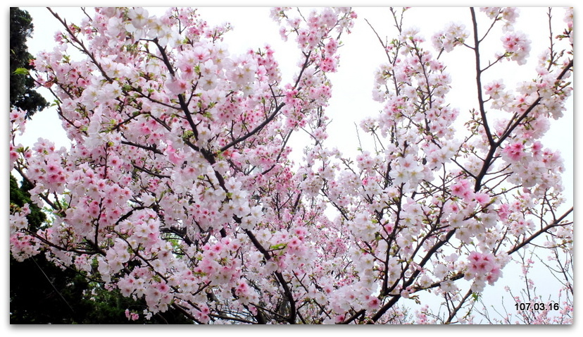 陽明山花季 賞花半日遊  (+40砲陣地)