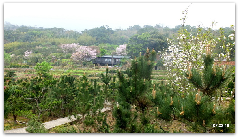 陽明山花季 賞花半日遊  (+40砲陣地)