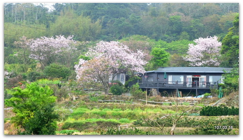 陽明山花季 賞花半日遊  (+40砲陣地)