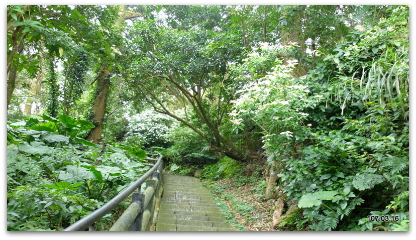 陽明山花季 賞花半日遊  (+40砲陣地)