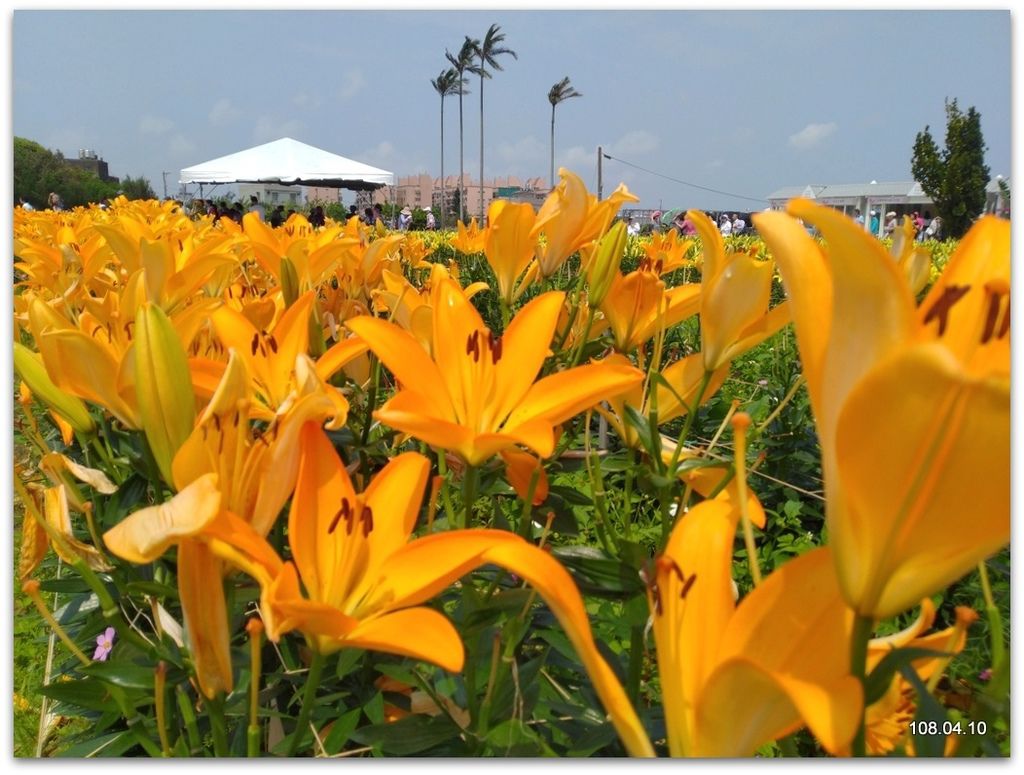 桃園一日遊- - -彩色海芋季+青塘園