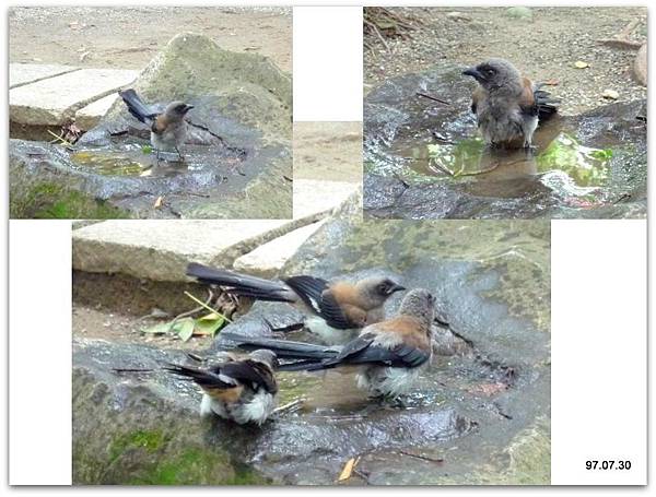 鵲鳥沐浴華清池.jpg