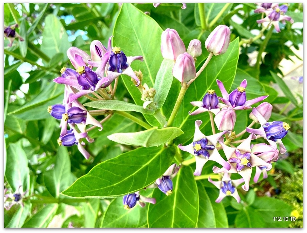 姑嫂樂遊台北 花博公園賞花草