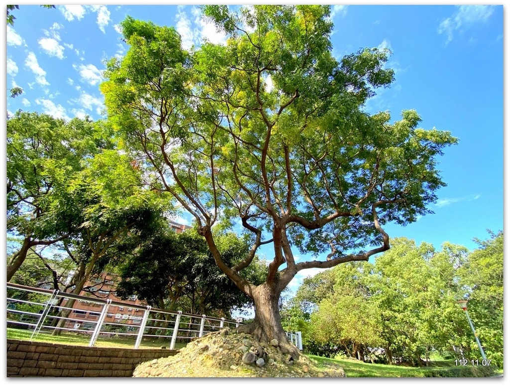 桃園 虎頭山 捕捉老友去