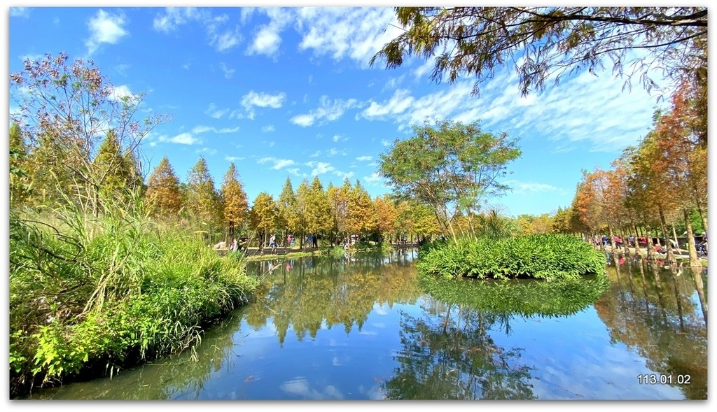 桃園 大溪 月眉落羽松.山豬湖.中庄吊橋