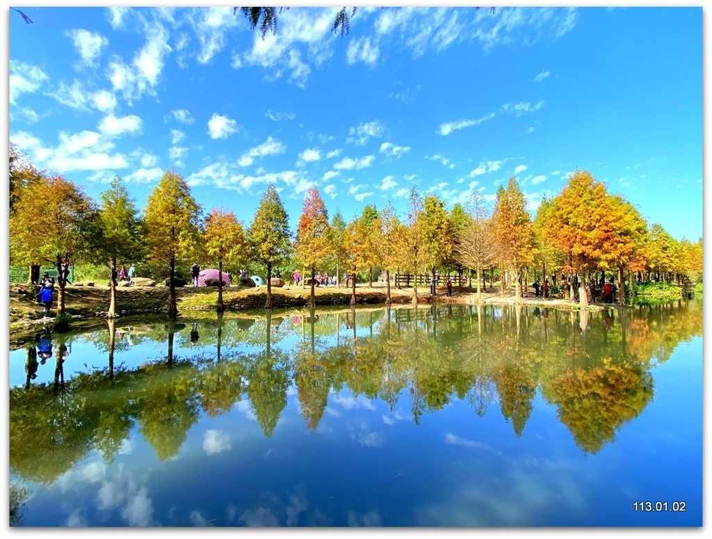 桃園 大溪 月眉落羽松.山豬湖.中庄吊橋