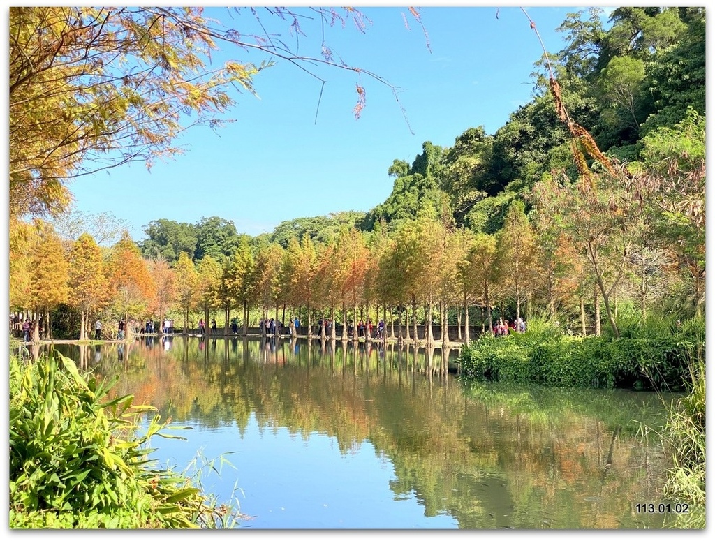 桃園 大溪 月眉落羽松.山豬湖.中庄吊橋