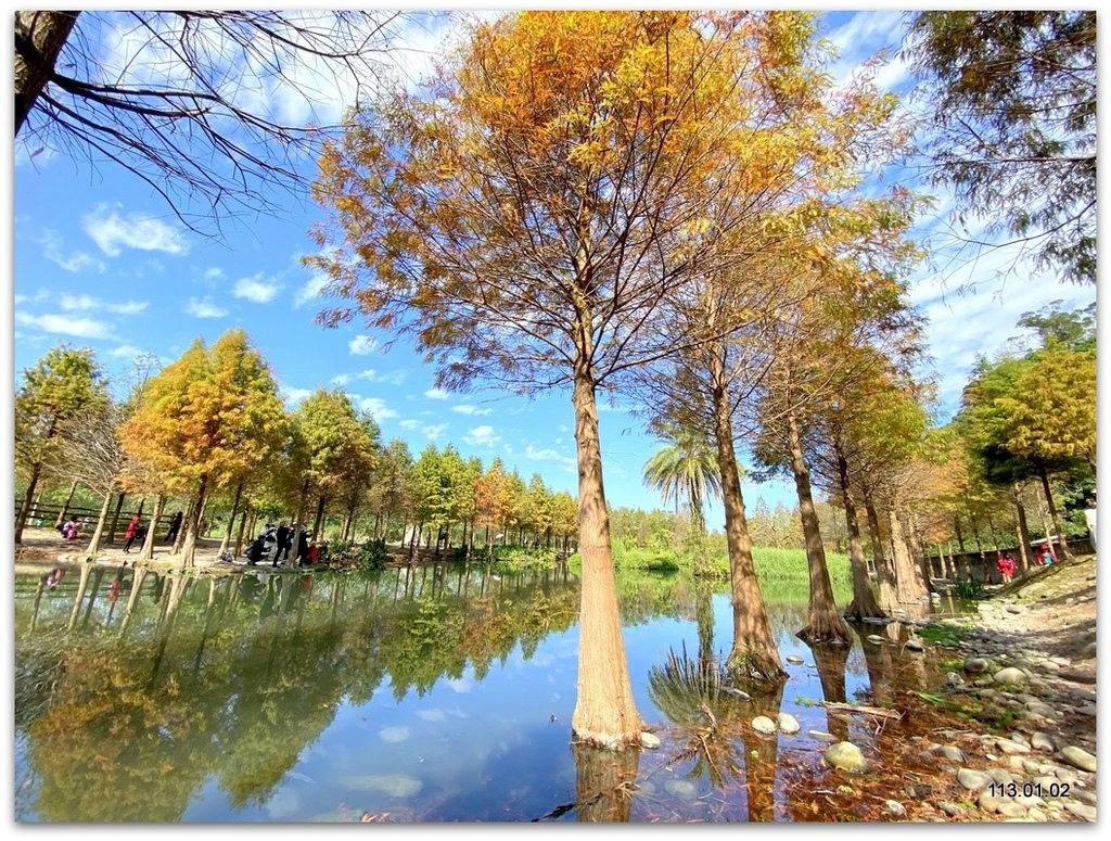 桃園 大溪 月眉落羽松.山豬湖.中庄吊橋