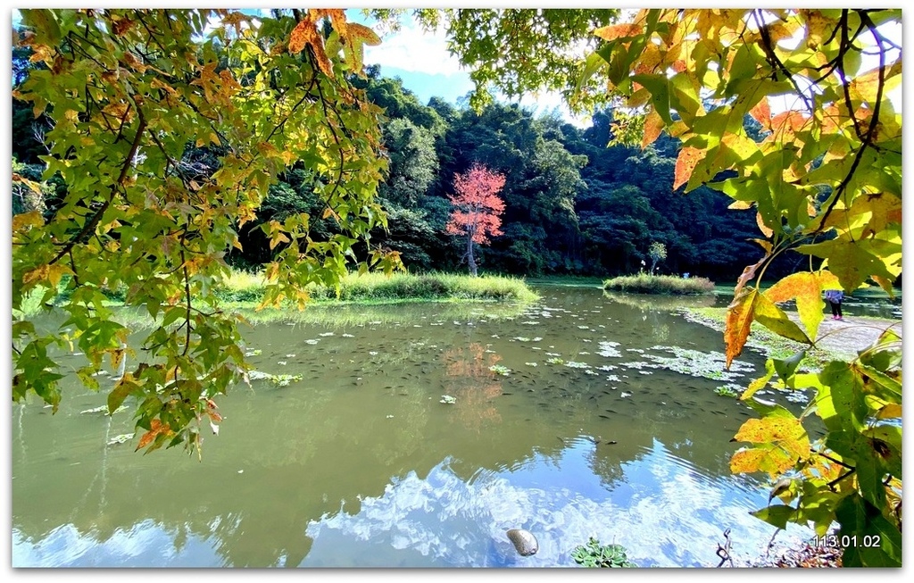 桃園 大溪 月眉落羽松.山豬湖.中庄吊橋