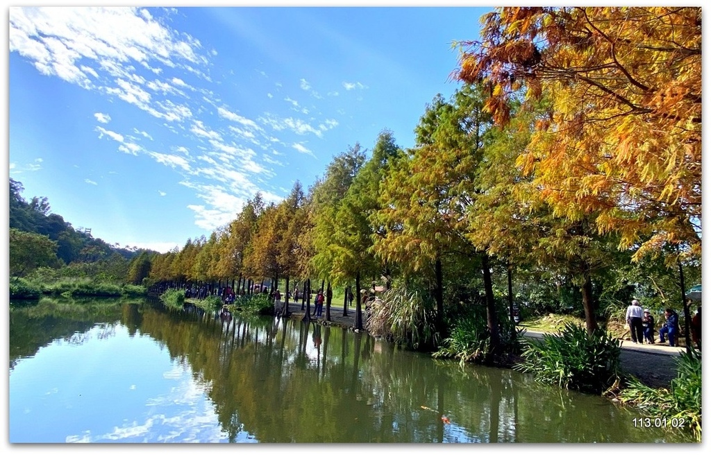 桃園 大溪 月眉落羽松.山豬湖.中庄吊橋