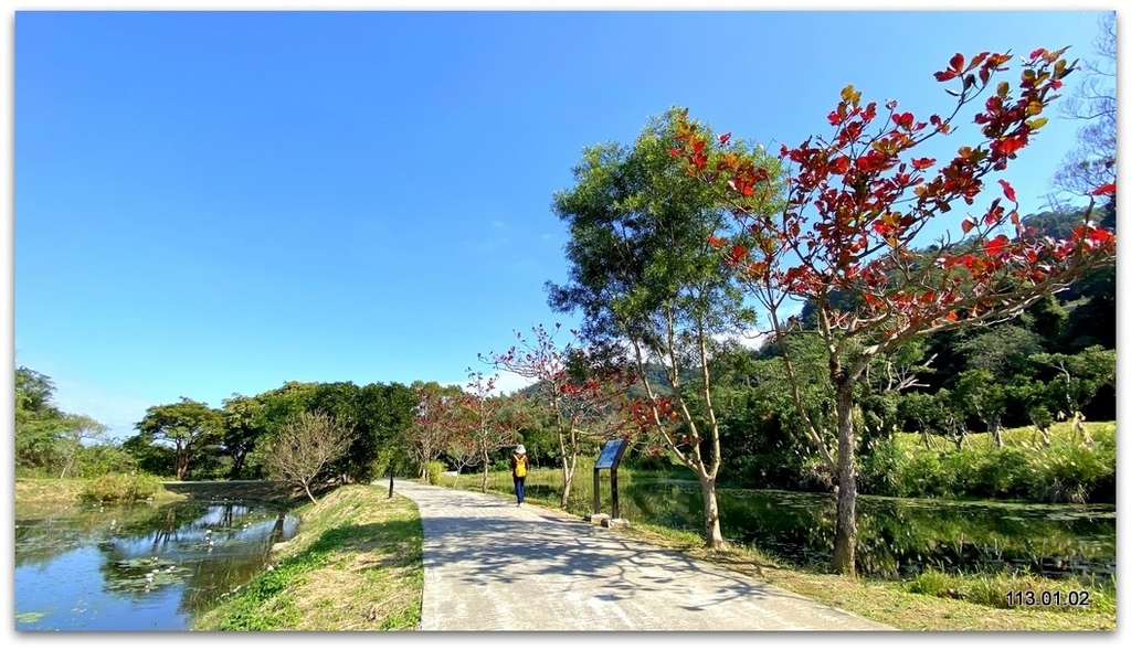 桃園 大溪 月眉落羽松.山豬湖.中庄吊橋