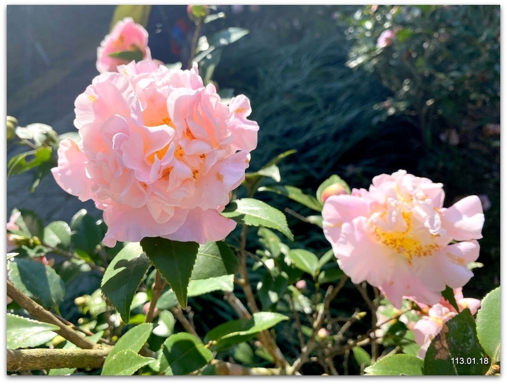 陽明山 草山行館、前山公園、花卉試驗中心