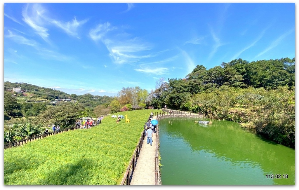 台北文山 樟樹步道 魯冰花海