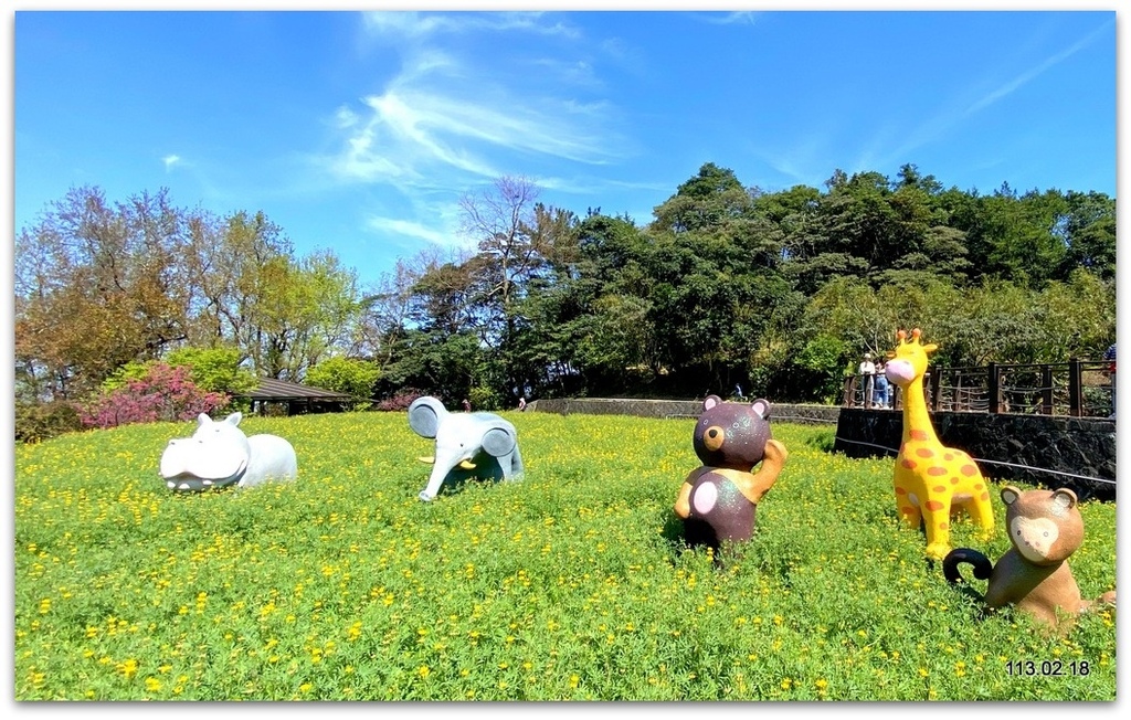 台北文山 樟樹步道 魯冰花海