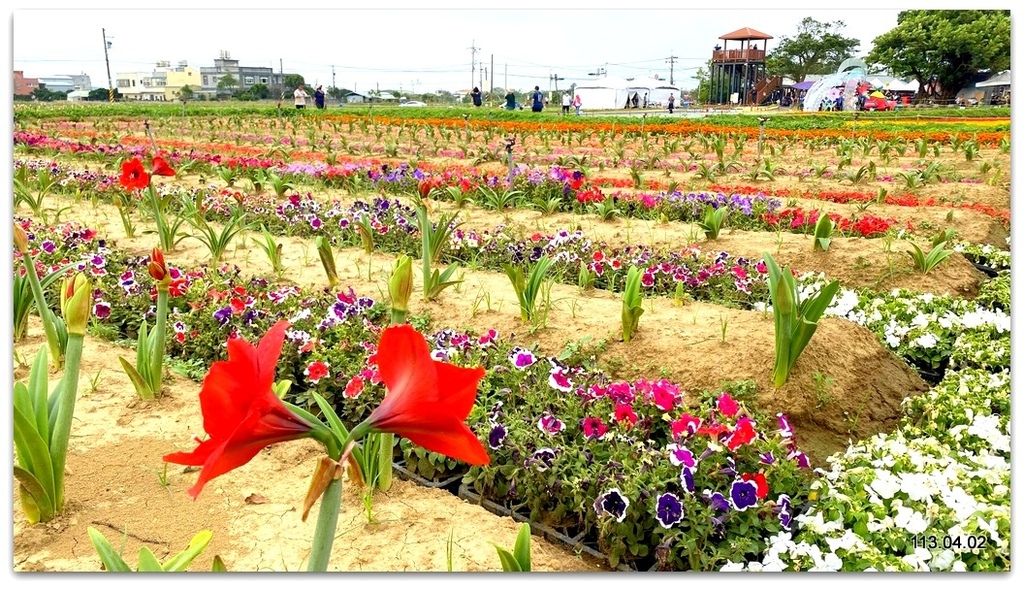 桃園 大園2024溪海花卉農遊趣