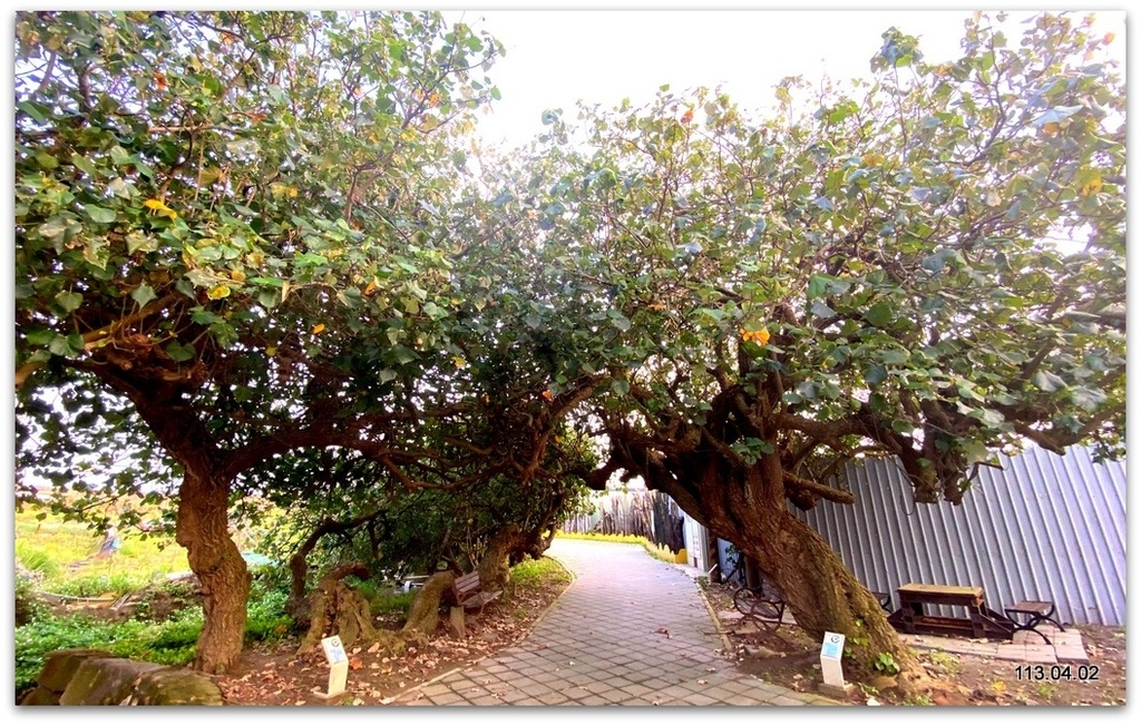 桃園 大園 草漯沙丘地質公園(潮音海觀景步道)