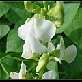 a001.jpg