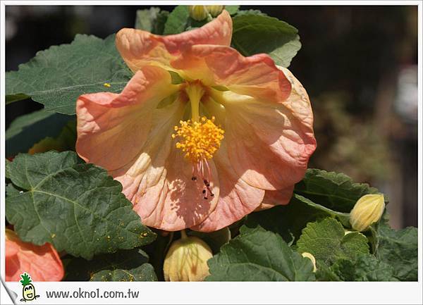 梅花芙桑~不知名?