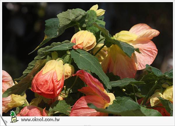 梅花芙桑~不知名?