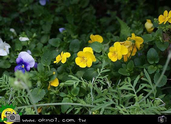 小花三色堇 蝴蝶花 人面花 貓臉花 陽蝶花 蝴蝶梅 鳳梨的故鄉 民雄鳳梨 民雄以牛奶鳳梨最出名 外銷日本的頂級牛奶鳳梨 歡迎公司團體購鳳梨 宅配到家 痞客邦