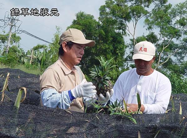 民雄牛奶鳳梨