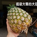 大旺鳳梨(西瓜鳳梨)