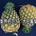 大旺鳳梨(西瓜鳳梨)