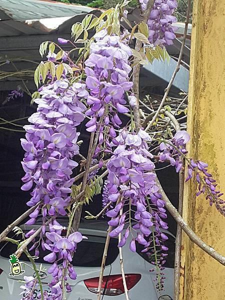 2018嘉義瑞里紫藤花 2018嘉義瑞里紫藤花