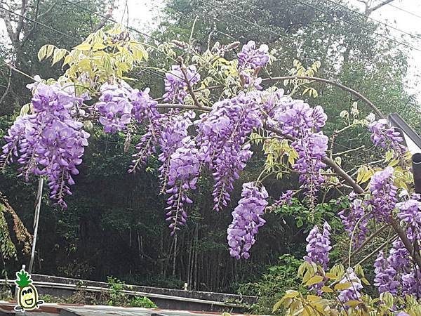 2018嘉義瑞里紫藤花 2018嘉義瑞里紫藤花