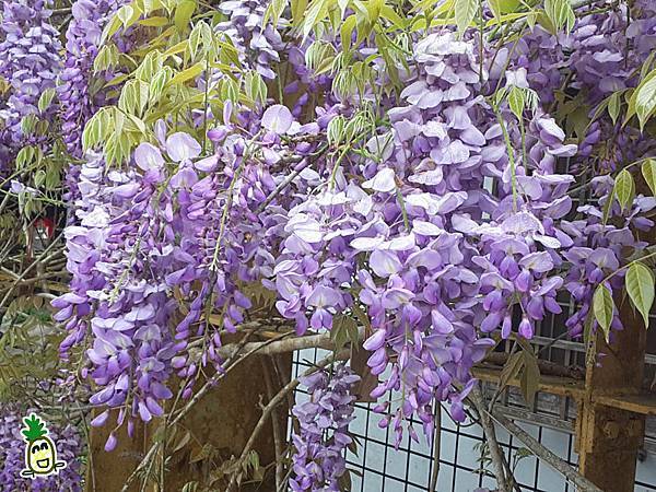 2018嘉義瑞里紫藤花 2018嘉義瑞里紫藤花
