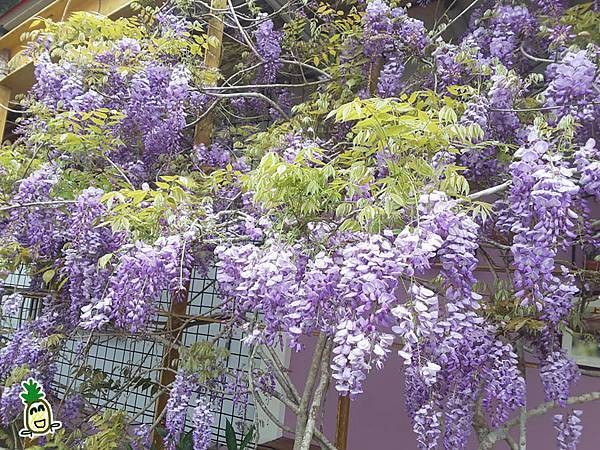 2018嘉義瑞里紫藤花 2018嘉義瑞里紫藤花
