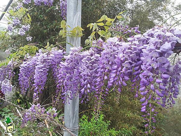 2018嘉義瑞里紫藤花