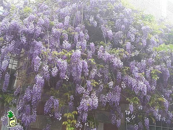 2018嘉義瑞里紫藤花 2018嘉義瑞里紫藤花