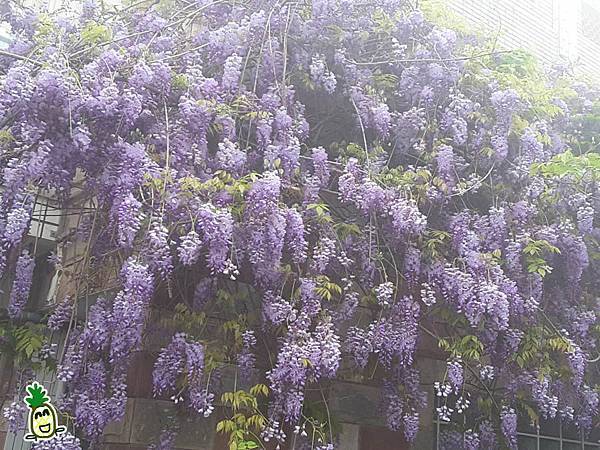 2018嘉義瑞里紫藤花