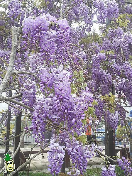 2018嘉義瑞里紫藤花