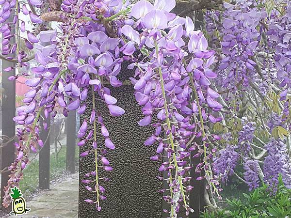 2018嘉義瑞里紫藤花 2018嘉義瑞里紫藤花