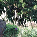 IMG_0491.JPG