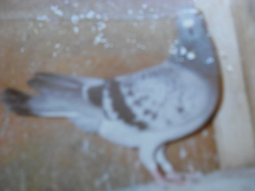 EEw.QLKM9CHr151jwwV2mg.jpg EEw.QLKM9CHr151jwwV2mg.jpg