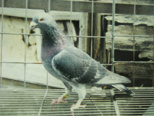 fTLkN0nRiESWDUArAd04lw.jpg fTLkN0nRiESWDUArAd04lw.jp<a href=