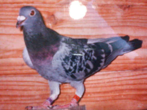 w4IfKjAm0qf2TwknWdlUDw.jpg w4IfKjAm0qf2TwknWdlUDw.jpg