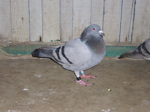 F4q1j0ZfKE7eOFqOnuGpDw.jpg F4q1j0ZfKE7eOFqOnuGpDw.jpg