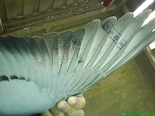 竹南大新六關綜合6.jpg 竹南大新六關綜合6.jpg