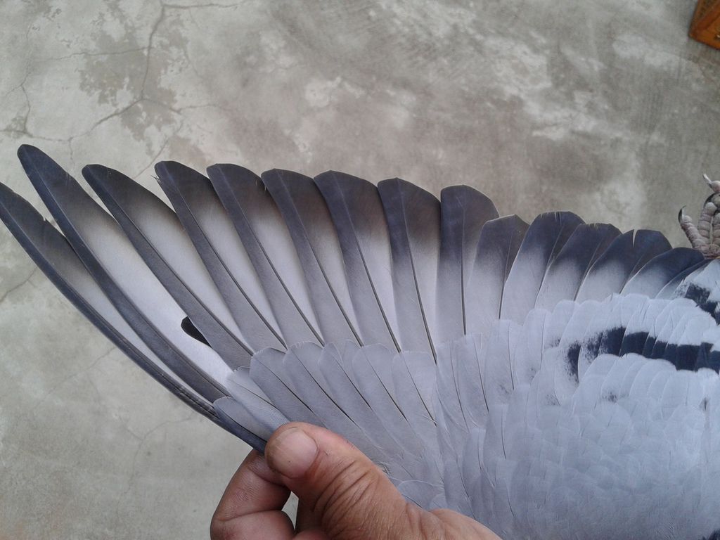 20141101_162613.jpg 20141101_162613.jpg