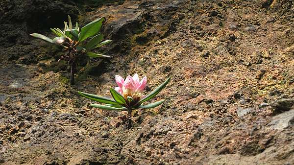 雛菊漉過的靜 浮草 玉山杜鵑 紅星杜鵑 森氏杜鵑 燦光寮山樹煤礦體 負責人全台灣親自到府收購舊書收購二手書收購長輩書回收買賣 痞客邦 雛菊漉過的靜 浮草 玉山杜鵑 紅星杜鵑 森氏杜鵑 燦光寮山樹煤礦體 負責人全台灣親自到府收購舊書收購二手書收購長輩書回收買賣 痞客邦