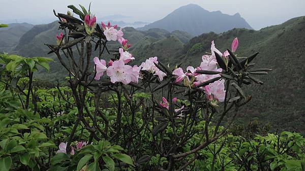 燦光寮山被挖出的五萬三千兩黃金。美援。沉默電影場景。紅星杜鵑