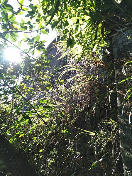 與英烈千秋同樣悲壯的大金瓜。溥心畬與金瓜石地質公園。本山露天