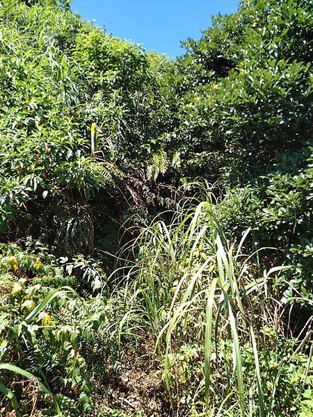 與英烈千秋同樣悲壯的大金瓜。溥心畬與金瓜石地質公園。本山露天