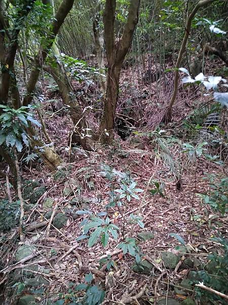 台北大屯山的黃金粒與帶路的狗兒。頂北投，淡水區樹林口，水梘頭