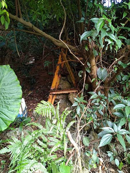 台北大屯山的黃金粒與帶路的狗兒。頂北投，淡水區樹林口，水梘頭