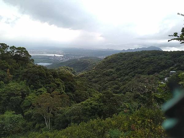 台北大屯山的黃金粒與帶路的狗兒。頂北投，淡水區樹林口，水梘頭